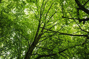 Trees-leaves-green-Thumbnail-360-x2-40